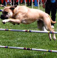 HappyLegs LillyBelle CDX NA NAJ - Who says a Dudley Bullmastiff is any less than the rest?   "Lilly" is a Dudley Bullmastiff with a gray mask, yellow eyes, and probably holds the most titles of any Dudley Bullmastiff that has ever been produced!  This photo was contributed by Chris Lezotte and Alan Kalter of HappyLegs.