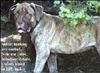 This is actually a pic of a cinnamon Dudley, however, he looks a bit different due to the lighting when the pic was taken.  Note the yellow eyes however and the pinkness in the face where a black mask should be.  This photo was contributed by Frederick and Jeannette Hawkins of  Hartmann Bullmastiffs.